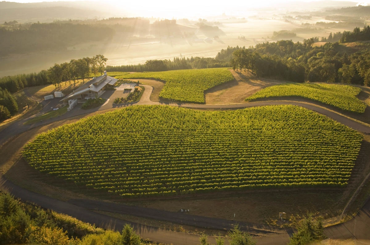 Oregon vineyard in the Willamette Valley